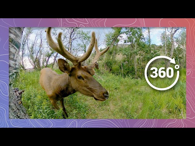 Rocky Mountain Bull Elk and Cow Elk Encounter at a Colorado Pond | Wildlife in 360 VR