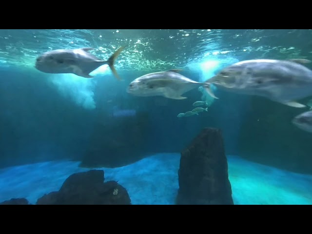 Peces en realidad virtual | Zoológico de Guadalajara | Episodio #35