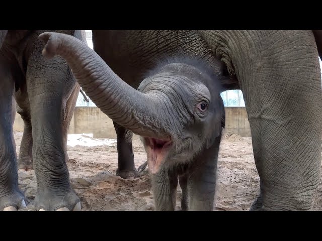 New Elephant Baby Has A Name: Meet Tula!