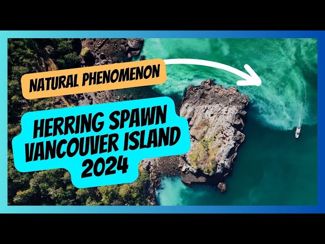 2024 Herring Spawn at Vancouver Island: A Stunning Natural Phenomenon - Beautiful British Columbia