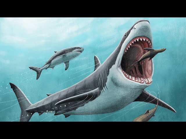 The Megalodon: Fact vs. Fiction of the Ancient Sea Monster