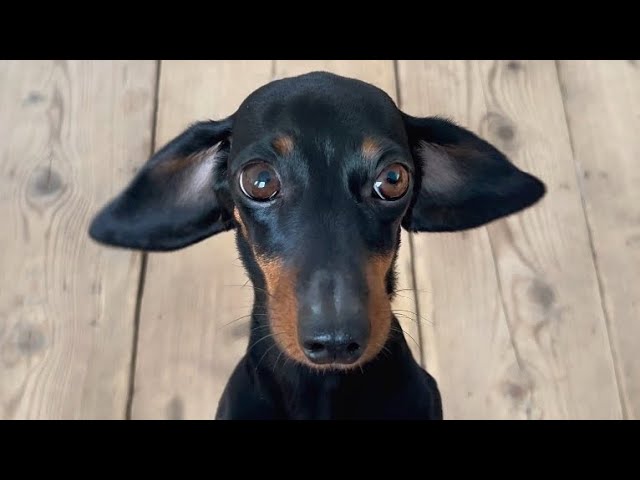 Family Diary- Mini Dachshund wants to sit on my lap.