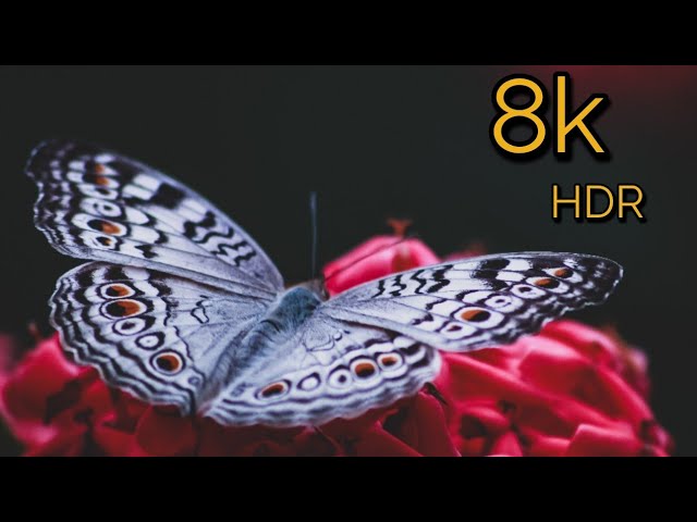 Butterfly Nature 8k Video. 8k Ultra HD Quality 60 FPS.