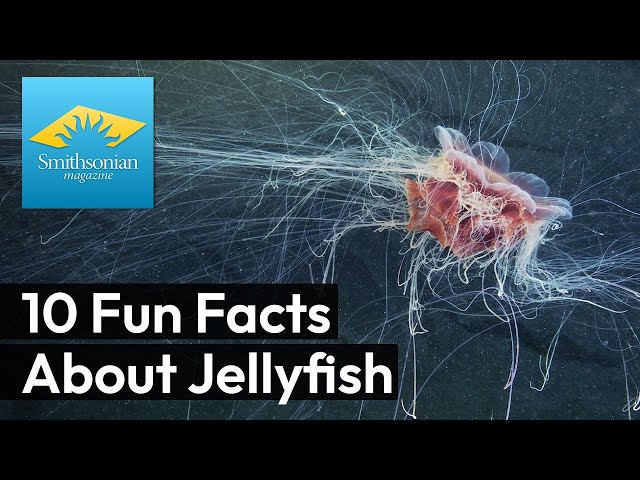 10 Fun Facts About Jellyfish