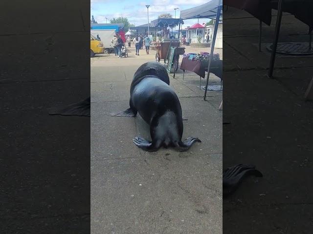 Sea Lion Wanders Through Market Street