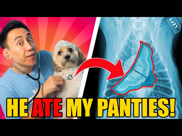 WILDEST Vet Stories: Reacting to REAL Patient Stories!