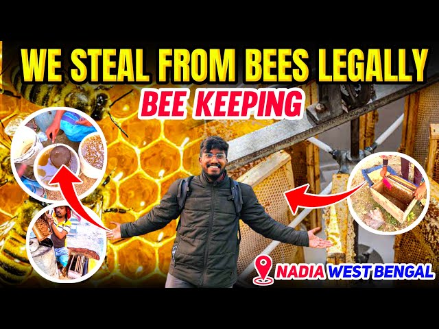 Massive Honey 🍯 Harvest in Nadiya | AgroTill | West Bengal 🍯 | Traditional Beekeeping in India 🇮🇳