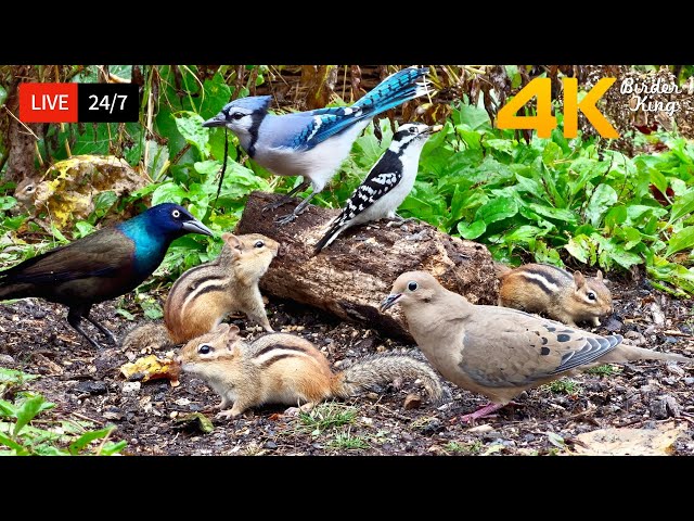 🔴 24/7 LIVE: Cat TV for Cats to Watch 😺 Playful Chipmunks Squirrels and Birds Up Close 4K