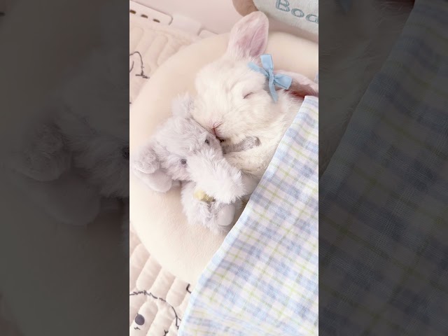 Bunny’s Best Friend: Nap Time with Her Plushie! #bunny #cuteanimals #cute #shorts #short  #animals