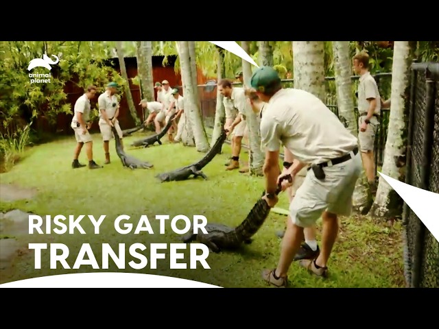 MASSIVE American Alligator Transfer! Wrong Move & It’s Over!| Crikey! It’s The Irwins| Animal Planet