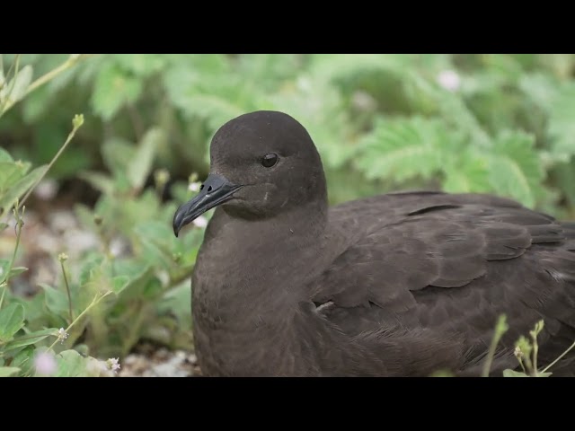 Meet the ʻAoʻū (Christmas Shearwater)!