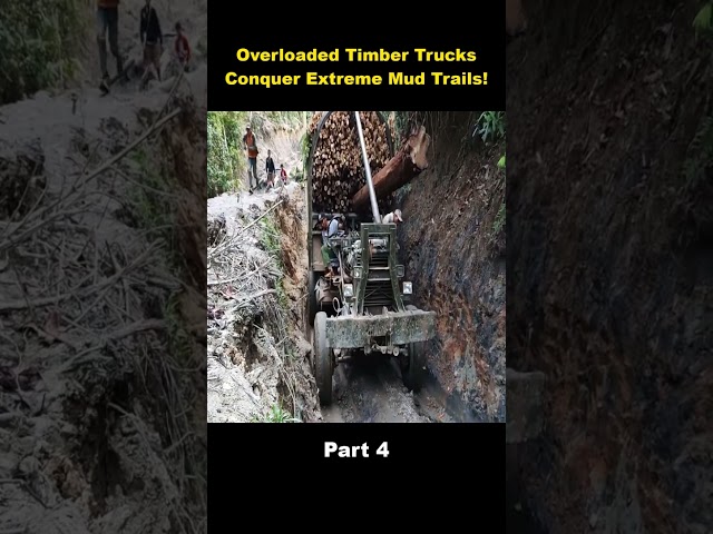 Overloaded Timber Trucks Conquer Extreme Mud Trails! Part 4 #extremeoffroading #heavyhauling