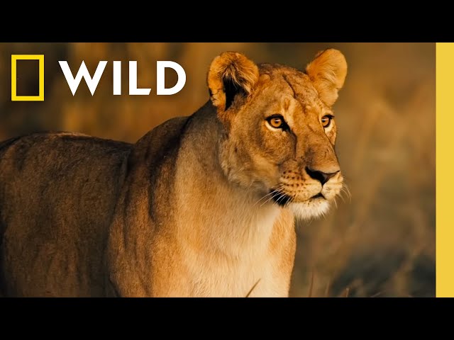 🔴 LIVE: Wild Animals and the Fight for Survival | Savage Kingdom | S1 FULL EPISODES | Nat Geo