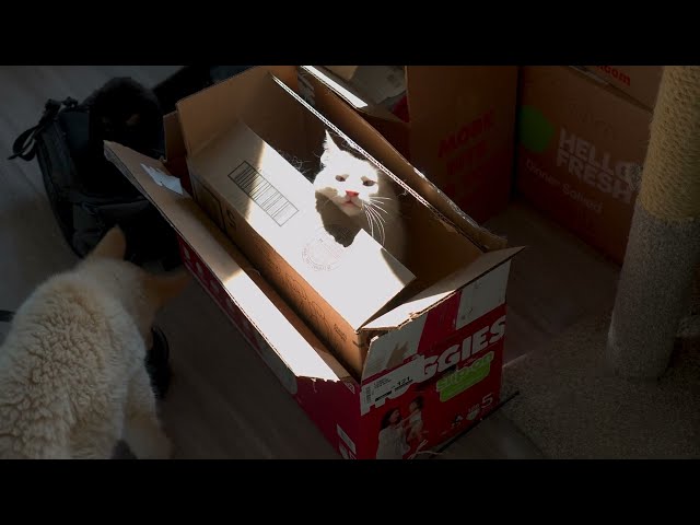 “How Dare You Invade My Box Fortress?!”