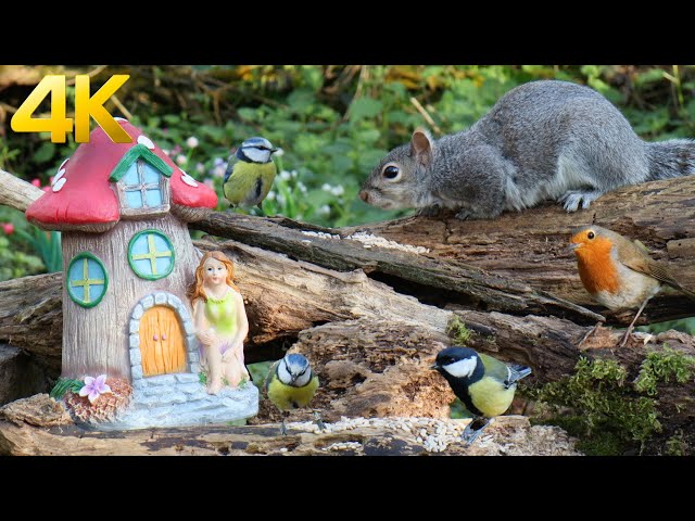 [NO ADS] Squirrels & Birds Relax by Fairy House 😽 Relax your Pets 🌟10 Hour - Cat TV🌟 (4K)