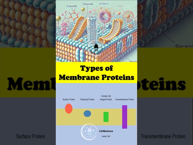 Types of Proteins in the Cell Membrane Explained!🧬  | Quick Science Facts 🌟 #cellmembrane