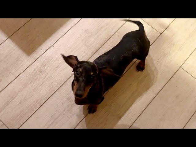 ITALIAN DINNER WITH MINI DACHSHUND