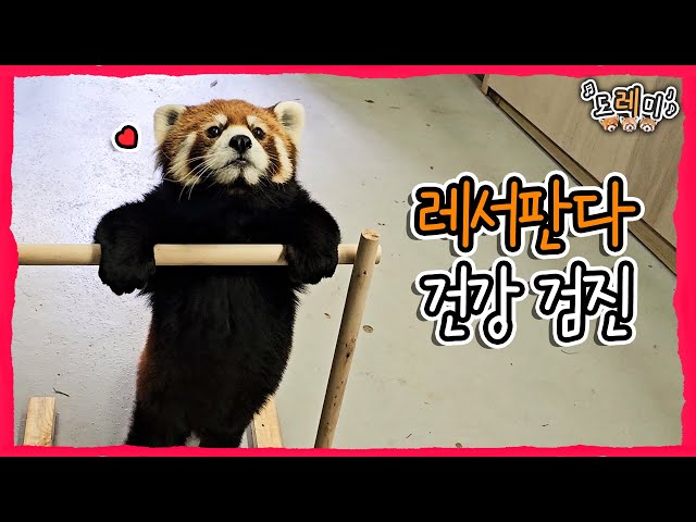 (SUB) How Does Lesser Panda Have The X-Ray Examination?💗 │Everland Red Panda