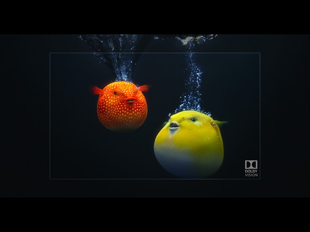 Dolby Vision Demo #9 - Pufferfish - 4K HDR