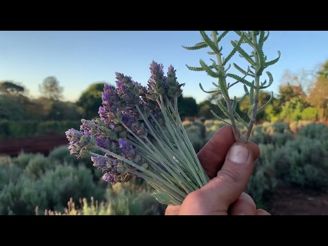 Lavanda Dentata e Flores o ano todo? Me explique como Tio Lavanda | A Santa Lavanda