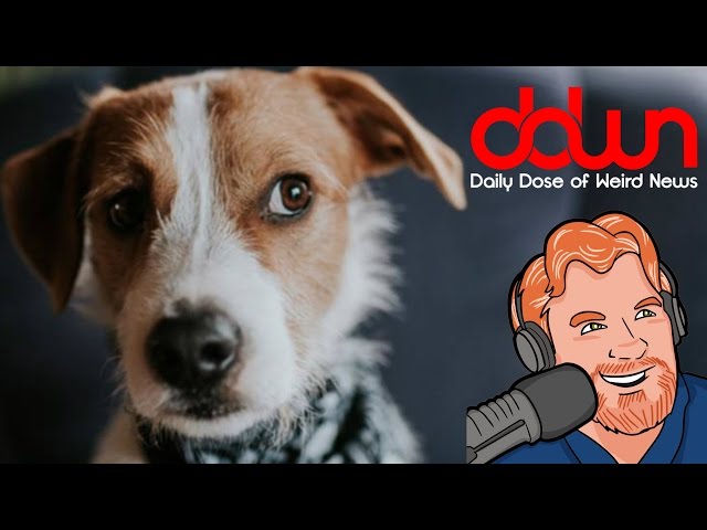 Has your dog been lying to you? And 11 more strange news stories! * Daily Dose of Weird News! #DDWN