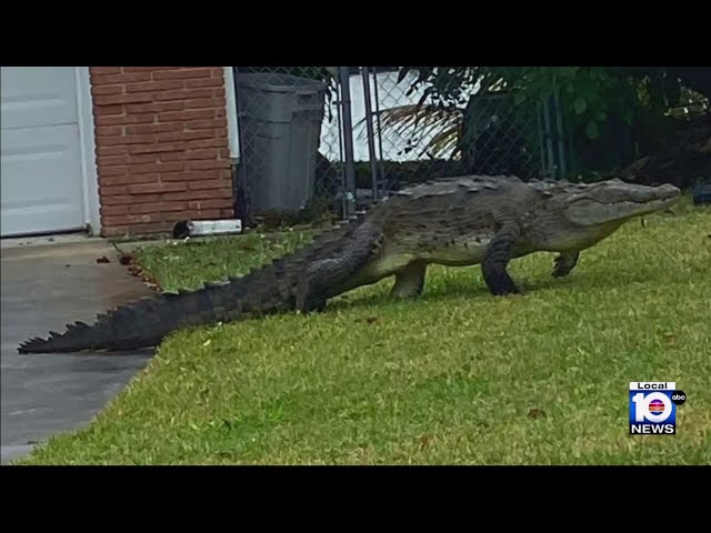 Miami-Dade community concerned over continuing crocodile appearances