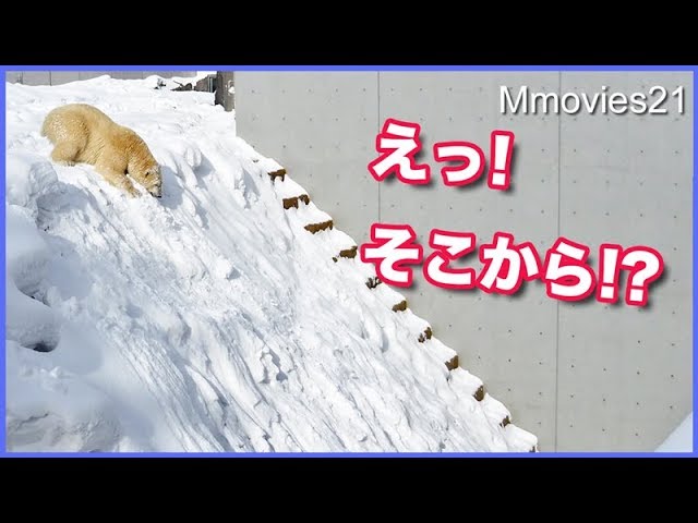 頂上から一気に滑降！度胸あり過ぎのリラ Polar Bear's　ski downhill