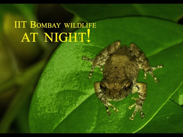 IIT Bombay Nightlife! || Wildlife at Night || Nikon Z9 at night