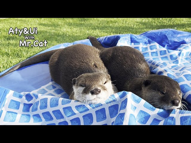 Otters Overcome With Grief at The Broken Pool [Otter life Day 705]