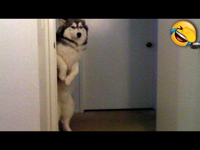 3 Hours You Laugh You Lose with Dogs & Cats😂 Funniest Pet Videos 2024🐾