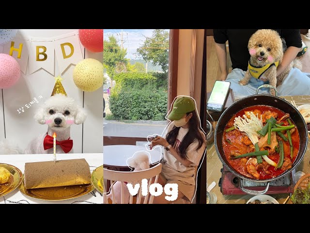 eng) Happy July vlog with Puppies | Diet Meal🍗, App Recommendation💰, Puppy Birthday Party🎂