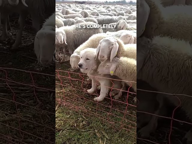 Dog Blends With The Sheep