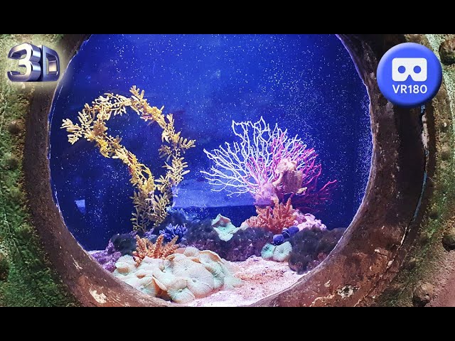 Aquarium d'Amneville 2023 VR 180 3D