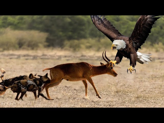 Enemies On All Sides: Can The Mother Antelope Save Her Calf From Hawks And Wild dogs?