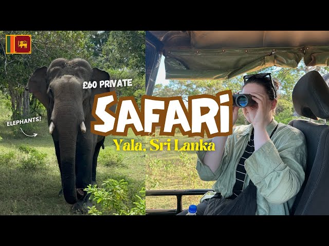 $77 private SAFARI - we saw LEOPARDS | Yala National Park Sri Lanka 🇱🇰