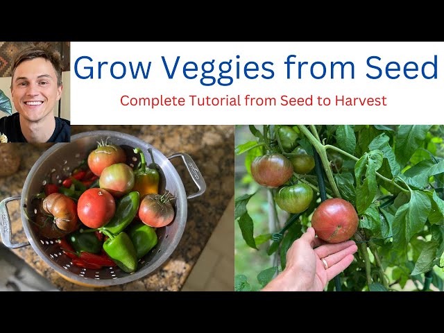 How to Grow Vegetables at Home from Seed - Complete Tutorial from Seed to Harvest