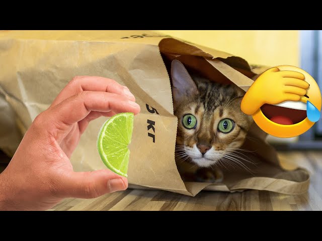 Funniest animals 2023 🐱In tiktok 😂 Funny and Fails Pets Video #11