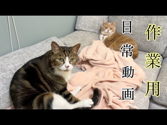 作業用BGM風♪猫と犬垂れ流し日常動画