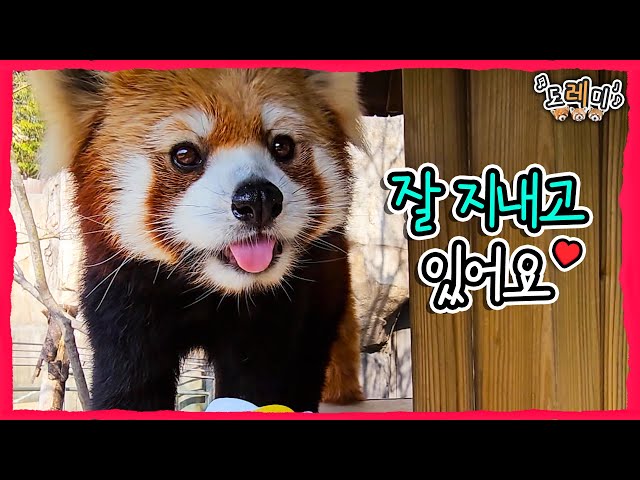 (SUB) Lesser Panda's Second Generation Plan? Latest Updates And Q&A Time💖│Everland Red Panda