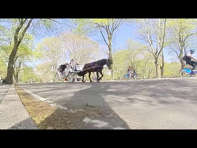 A little taste of summer in Central Park (in 360)