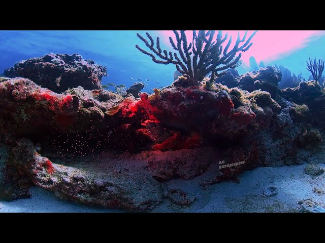 360 Scuba Diving - La Bandera Reef, Cancun, Mexico