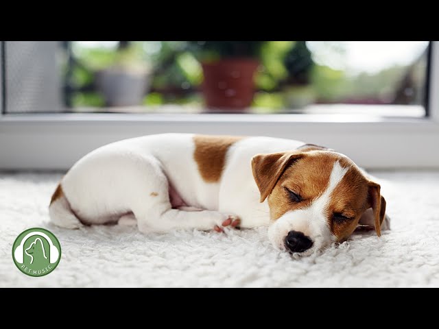 Sleep Relaxation Music for Dogs🐶Separation anxiety and stress relief🎵dog's favorite music.