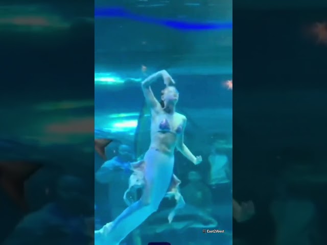 Giant fish attacks 'mermaid' performer