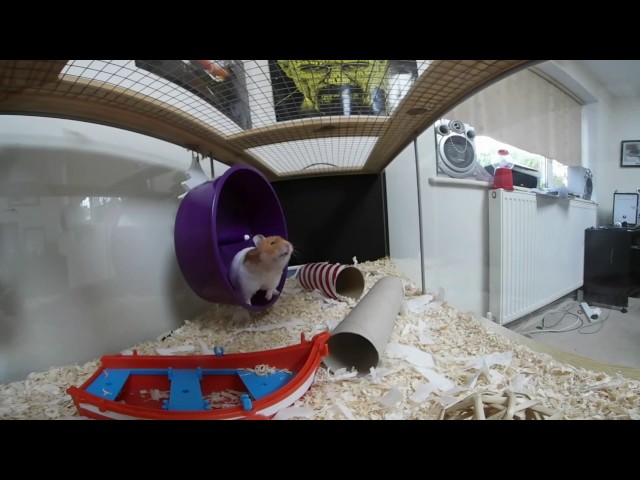 Syrian hamster doing her things in Ikea cage - 360°