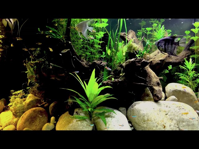 4K Community Aquarium Freshwater | Angelfish | Neon Tetras | Harlequin Rasboras | Catfish Corydora