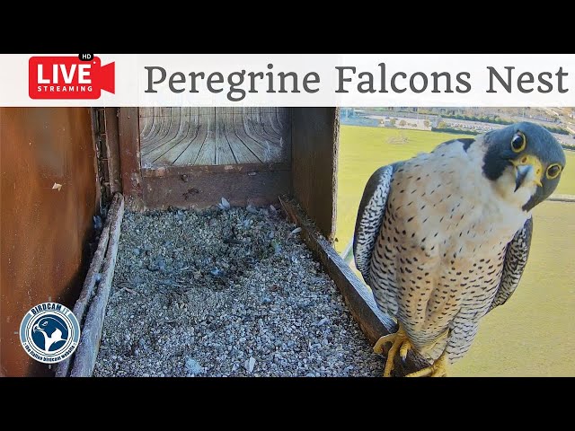 Birdcam.it - Live Peregrine Falcons Nest Alex & Amelia - Cam 1