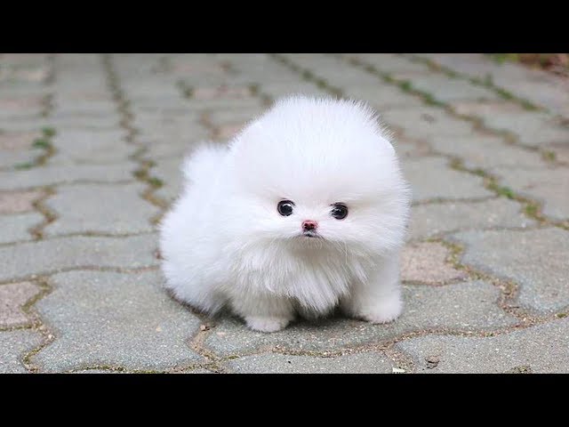 Cute Pomeranian Puppies Videos Compilation 2019 | Cutest and Funny Dogs