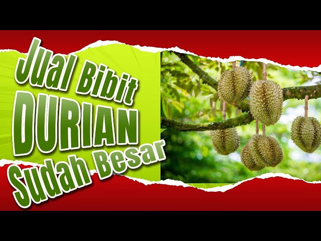 ⭕Cek Harga Bibit Durian 2 Meter (Musangking, Ochee, Bawor)