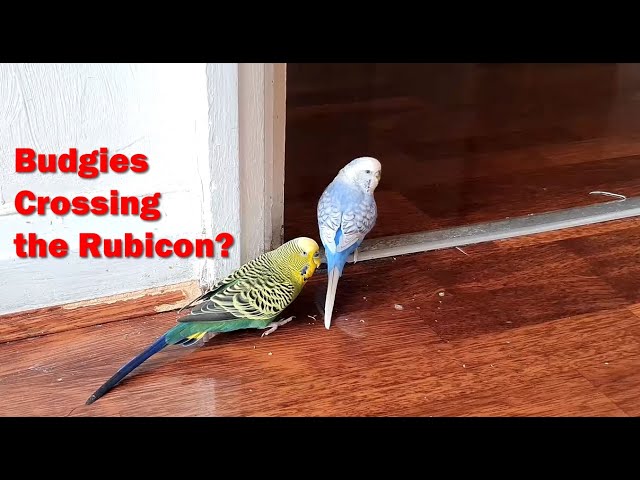 Budgies Contemplate Crossing the Rubicon to Freedom, Will they do it?