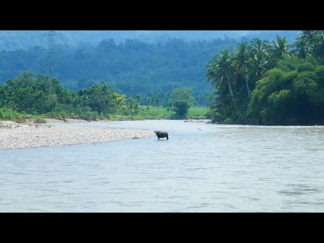 LUNGGUAK BATU | Village by the River with The Crowded Houses | Koto Kaciak, Pasaman